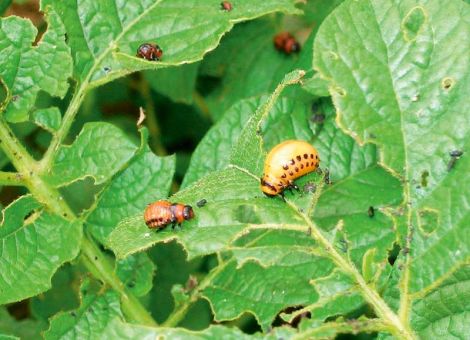 Käfer (-larven) bekämpfen und Bienen schützen