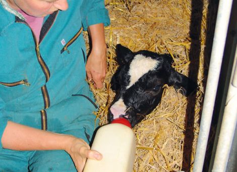 Kolostrum für das Kalb – mehr als nur Immunglobuline!