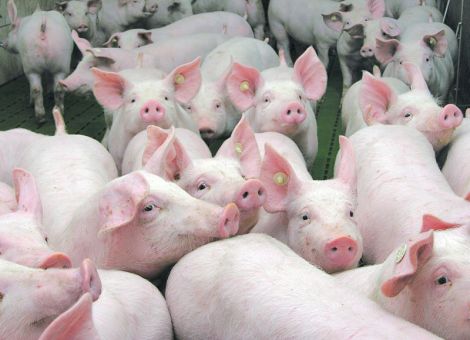 Ersatz für antibiotische Leistungsförderer gesucht