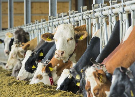 Maissilage und Kraftfutter durch Pressschnitzel ersetzen?