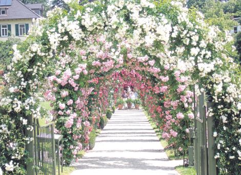 Nostalgische Rosenträume