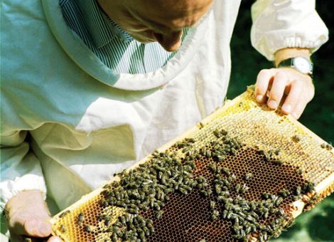 Alarmierend hoher Varroa-Befall gefährdet hessische Bienenvölker