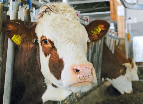Raps- oder Sojaschrot zu Grassilagerationen?