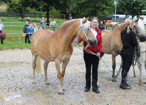 Züchter von Ponys und Pferden beim Beerfeldener Pfermarkt