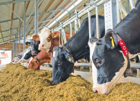 Pressschnitzel richtig silieren