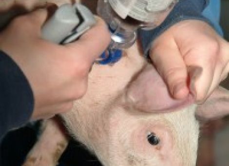 Welche Maßnahmen sind zur Verbesserung der Schweinegesundheit sinnvoll?