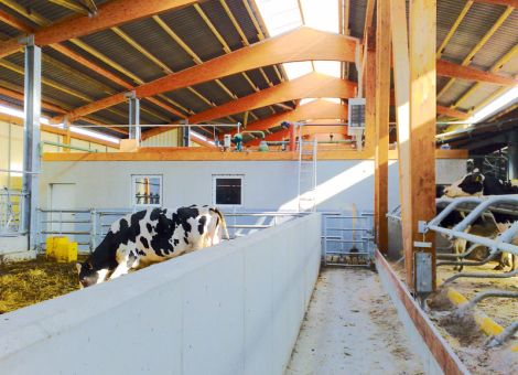 Besonders artgerechter Milchviehstall in Ottrau