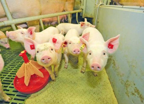 Welche Fütterungstechnik und -strategie für Ferkel?