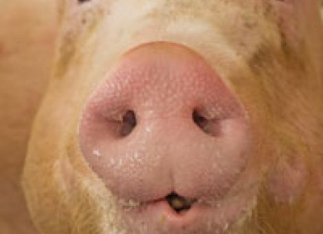 Gesundheits-Monitoring für Schweine in Hessen 