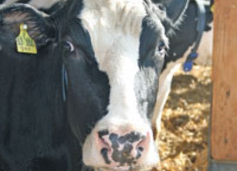 Neue Hygieneempfehlungen für Wiederkäuer