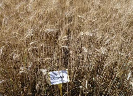 Winter-Hartweizen hat die Sommerform überflügelt