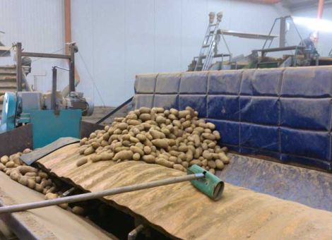 Die Verbreitung von Kartoffelnematoden verhindern