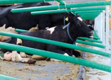 Mit Förderung mehr Tierwohl im Rinderstall realisieren