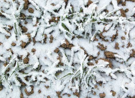 Winterroggen wird in der Veredlung oft unterbewertet