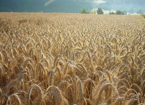 Wintertriticale litt vor allem unter Gelbrostbefall
