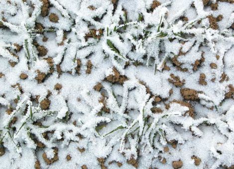 Anbau von Winterroggen deutlich zurückgefahren