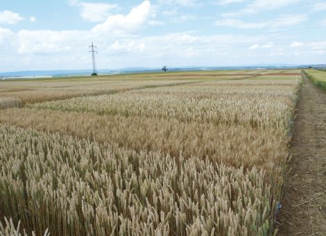 Frühe Weizensorten gewinnen an Bedeutung