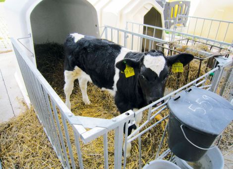 Energieversorgung und Haltung müssen stimmen