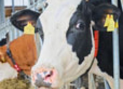 Thüringen ist BHV1-frei