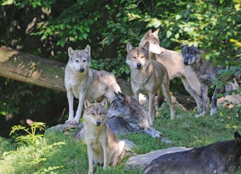 Erster Angriff von Wölfen auf eine ganze Rinderherde