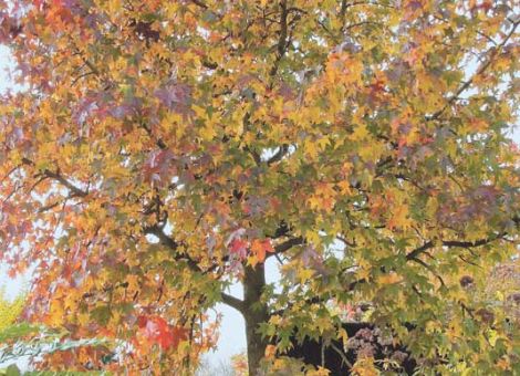 Mein Freund, der Baum