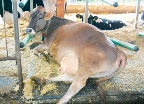 Mehr Tierwohl im Rinderstall