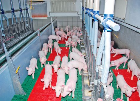 Ferkeln einen guten Start ermöglichen