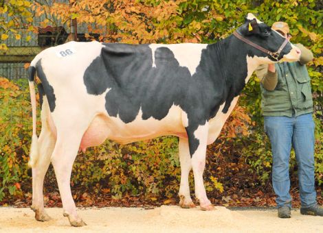 Preise für abgekalbte Rinder in Bitburg unter Druck