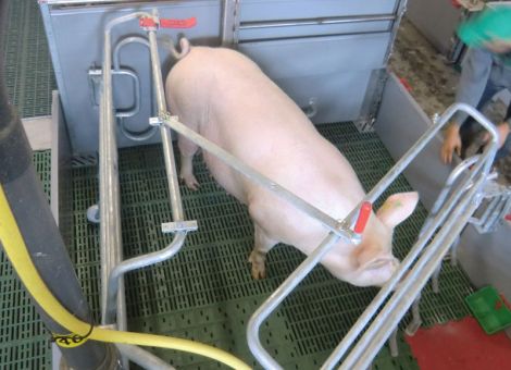 Schauer auf der Eurotier