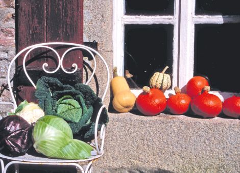 Erntezeit 
im Gemüsegarten 