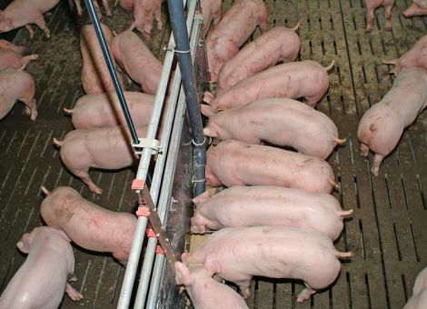 Kupierverbot sorgt weiter für kontroverse Diskussionen