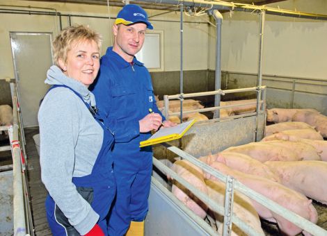 Erfolgsfaktoren für 
die Schweinemast analysiert