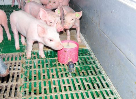 Saugferkel optimal unterstützen