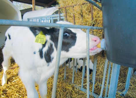 Ad-Libitum-Fütterung: Vollmilch ansäuern?