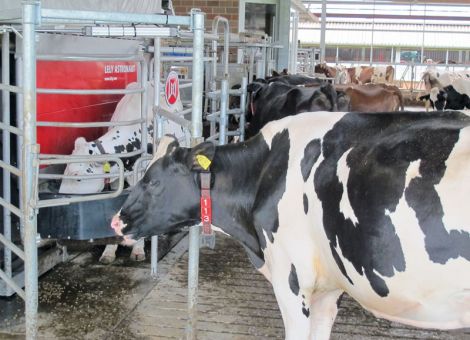 AMS erfolgreich nutzen – auch in vorhandenen Ställen