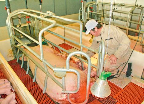Was sind die Ursachen für mumifizierte Ferkel?