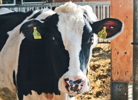 Milchleistungsprüfung: 8 381 kg Milch gaben Kühe im Schnitt