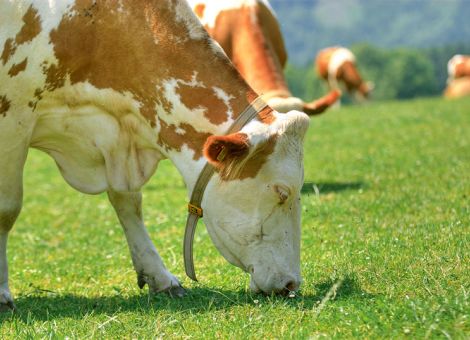 Den eigenen Betrieb erfolgreich entwickeln