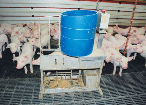 Für große Würfe Plasma-Ferkelmilch einsetzen?