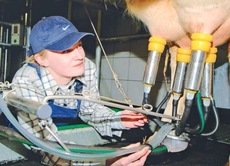 8 110 kg Milch gaben hessische Kühe im Schnitt