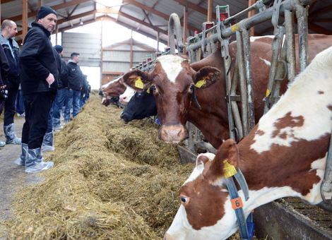 Hessens Herdbuchbetriebe halten im Schnitt 60 Milchkühe
