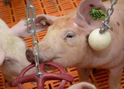 Tierwohl-Initiative: Jetzt gilt“s