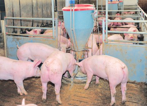 Raps und Leguminosen statt Soja ins Schweinefutter?
