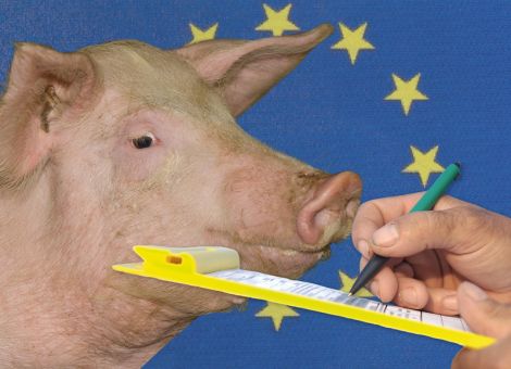 2014 Erlöseinbußen für EU-Schweinehalter
