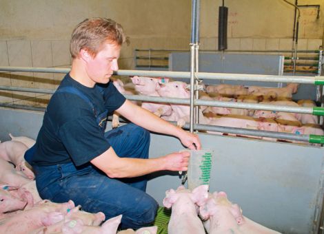 Welches Tier-Tränke-Verhältnis ist bei Absetzferkeln richtig?