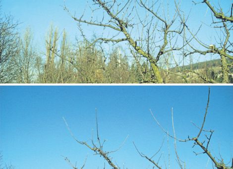 Schnipp, schnapp, Ast ab
