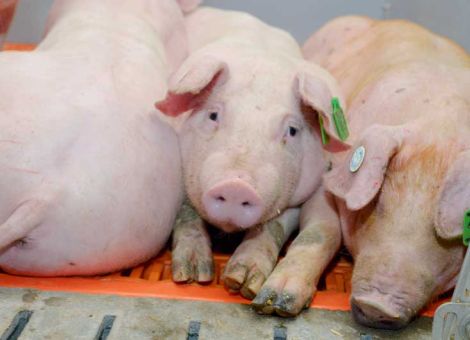 Welche Trends gibt es in der Schweinehaltung?