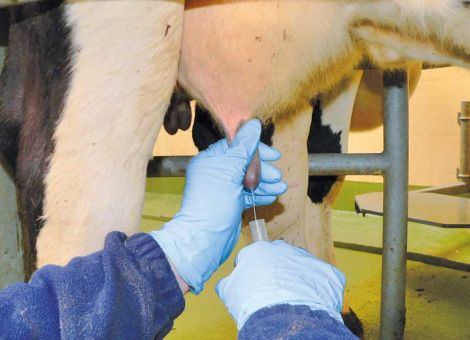 Von Mastitis bis Sojaanbau