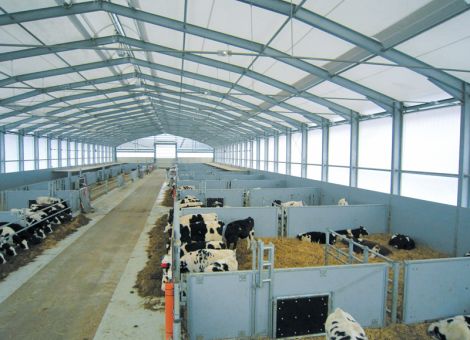 Holsteiner Kälberstall in Leichtbauweise