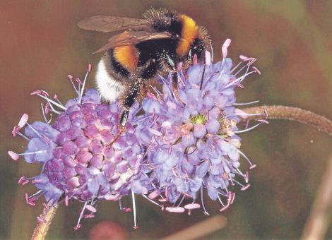 Zierliche Pflanze mit teuflischem Namen